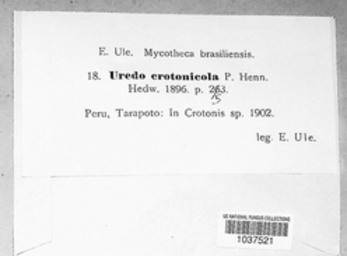 Phakopsora crotonicola image